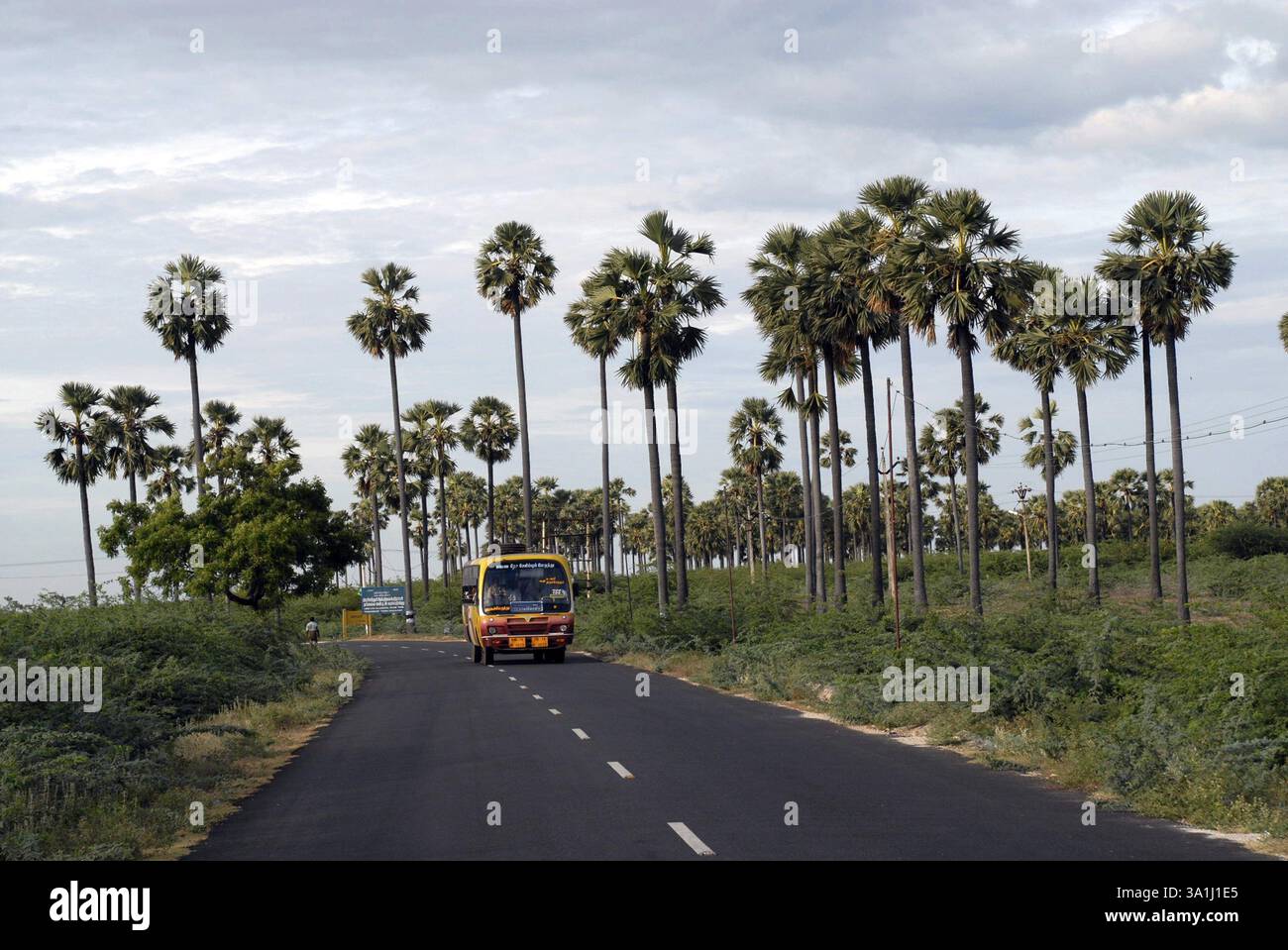 Palmenhaine in der Nähe von Tiruchendur, Tamil Nadu, Indien, Asien Stockfoto