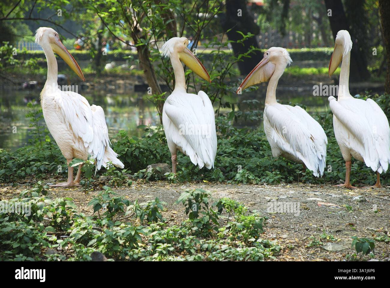 Großer weißer Pelikan (Pelecanus oNAcrotalus) Stockfoto