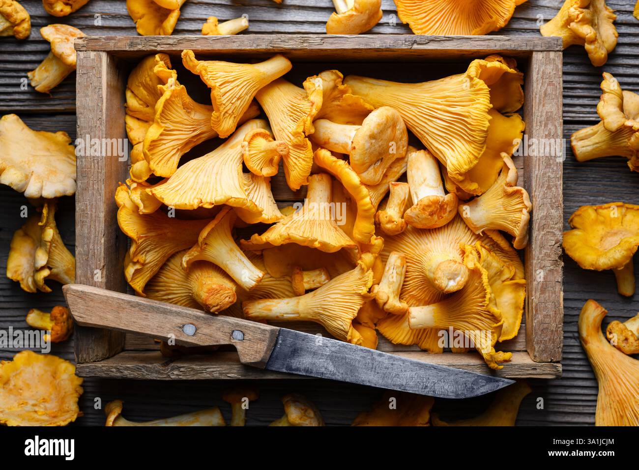 Blick von oben auf Pfifferlinge in einer Holzkiste mit Messer auf rustikalem Holztisch aus nächster Nähe. Lebensmittelfotografie Stockfoto