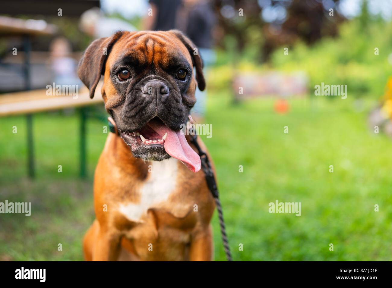 Junger Boxerhund, der in einem Garten sitzt. Ein junger Boxer macht eine Pause und entspannt sich im Garten. Ein kitzfarbiger reinrassiger Boxer. Stockfoto