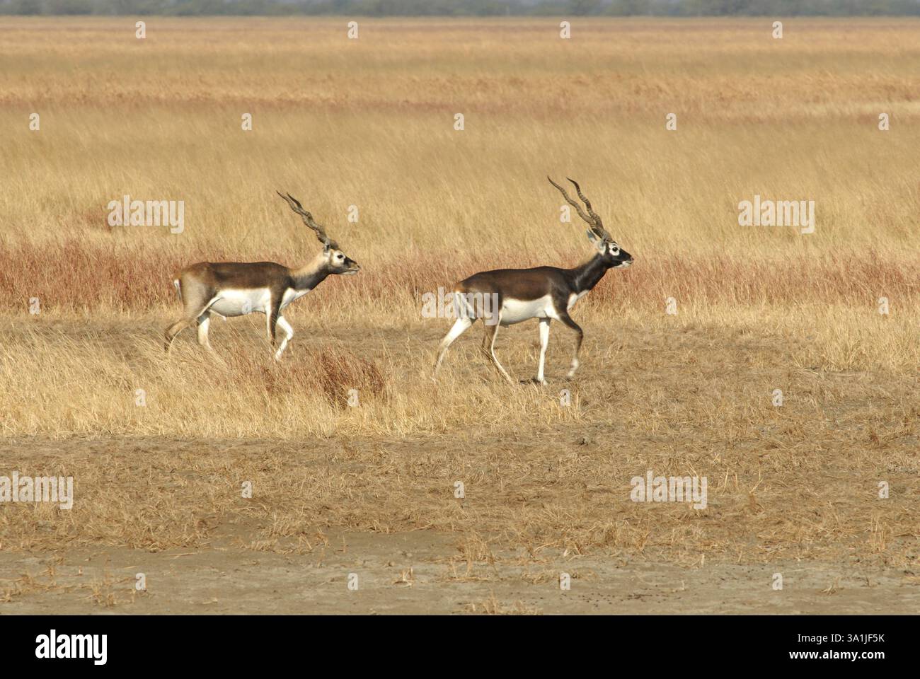 Männliche Black Buck Antilope Cervacapra, Velavadar Sanctuary, Velavadar, Gujarat, Indien, Asien Stockfoto