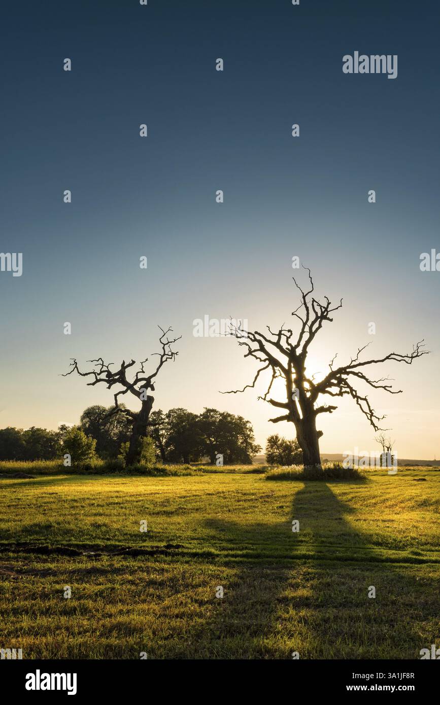 Die alten Eichen Stockfoto