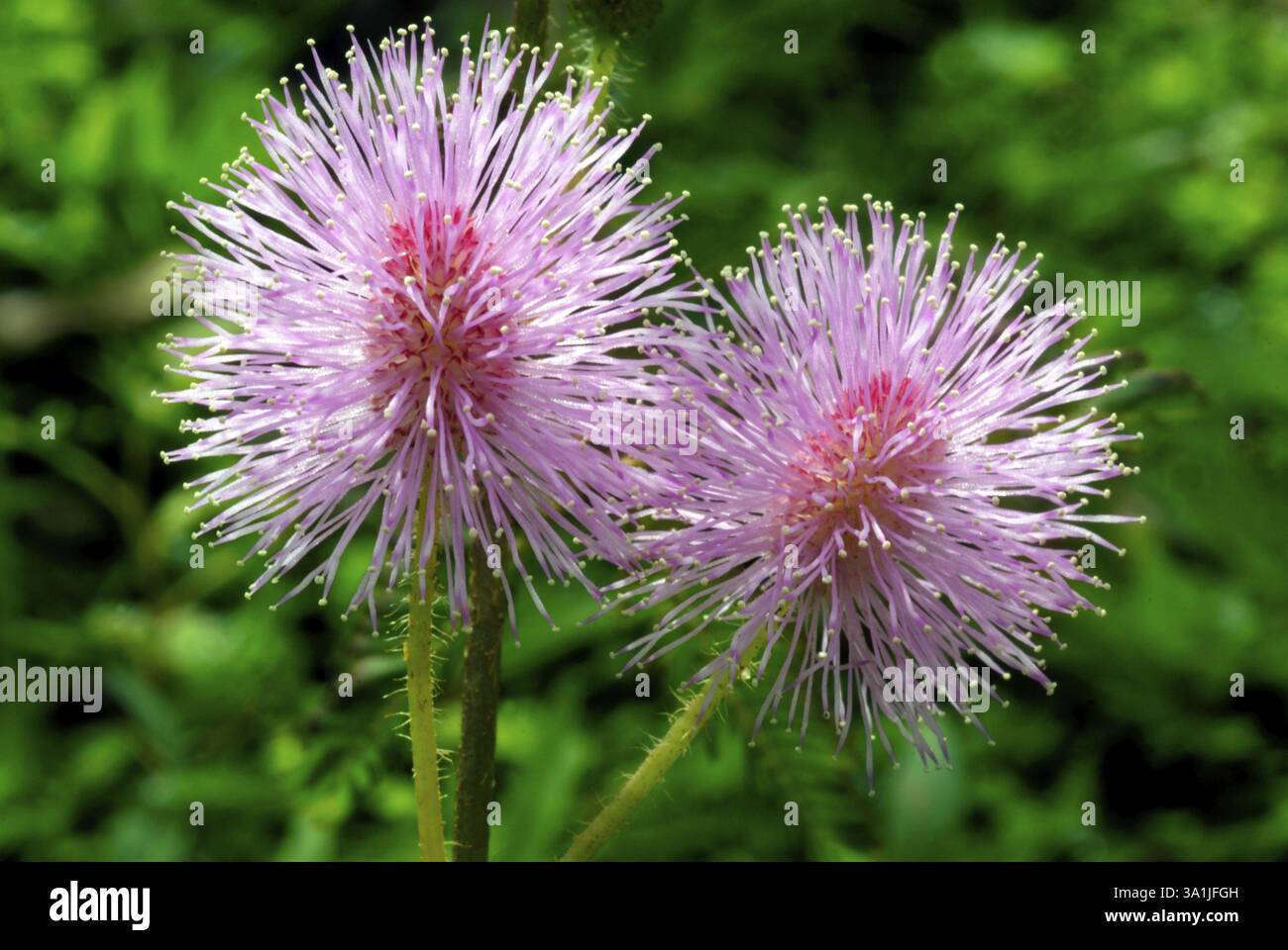 Empfindliche Pflanzenmimosa Pudica, LegumiNAcea Familie ayurvedische Medizin, Trivandrum, Kerala, Indien, Asien Stockfoto