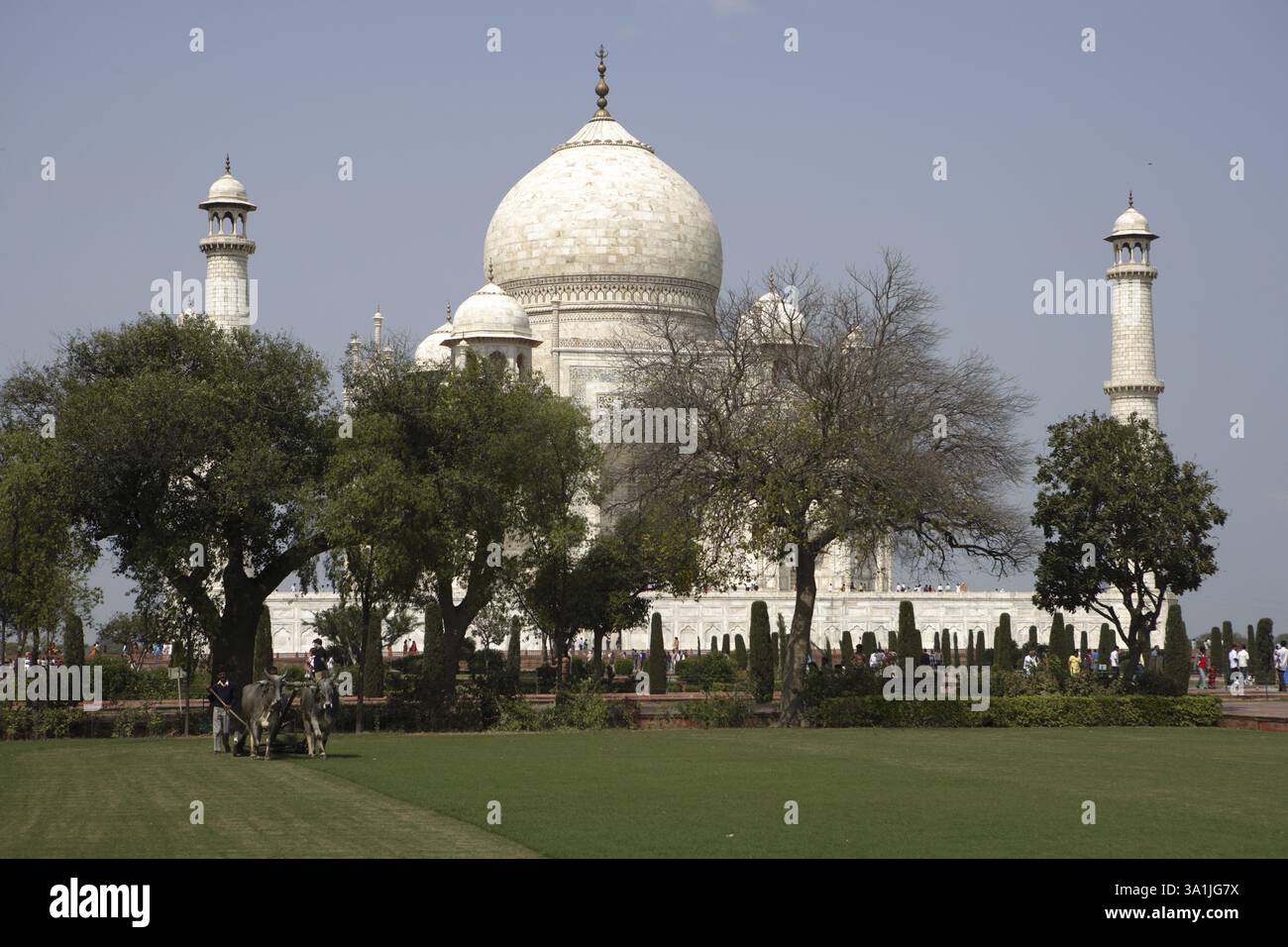 Stiere, die zum Grasschneiden von Rasen im Minarettgarten im Taj Mahal Seventh Wonders of World am Südufer des Yamuna River, Agra, Uttar Pra verwendet werden Stockfoto