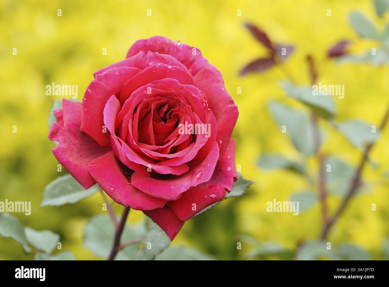 Der hundertjährige Rosengarten Vijayanagaram Rose Garden, Udhagamandalam Ooty in den Nilgiri Bergen, Tamil Nadu, Indien, Asien Stockfoto