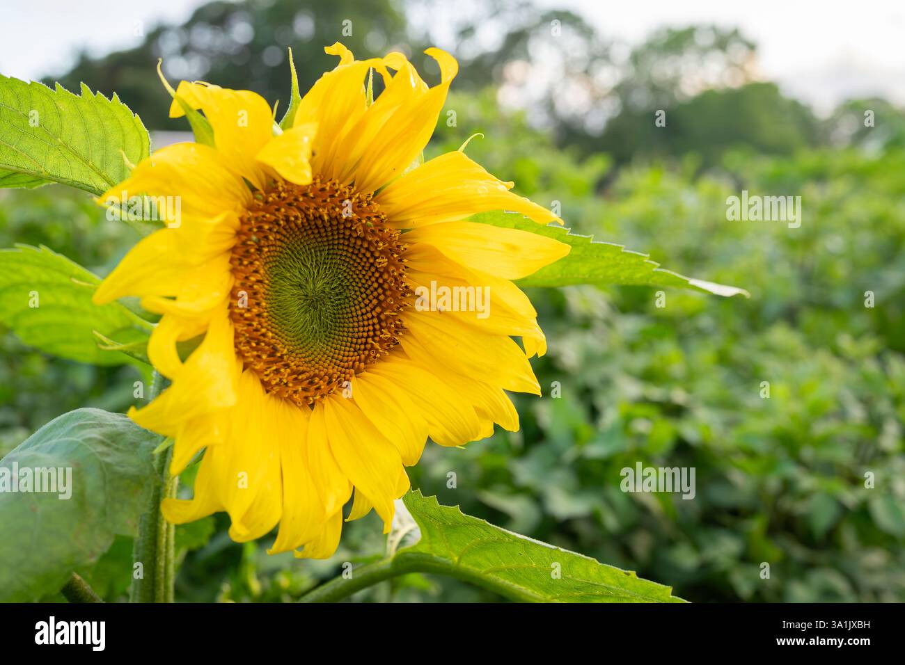 Sonnenblume im Naturgarten (Helianthus annuus). Sonnenblumen vor einem grünen Hintergrund. Sonnenblumenhintergrund. Stockfoto
