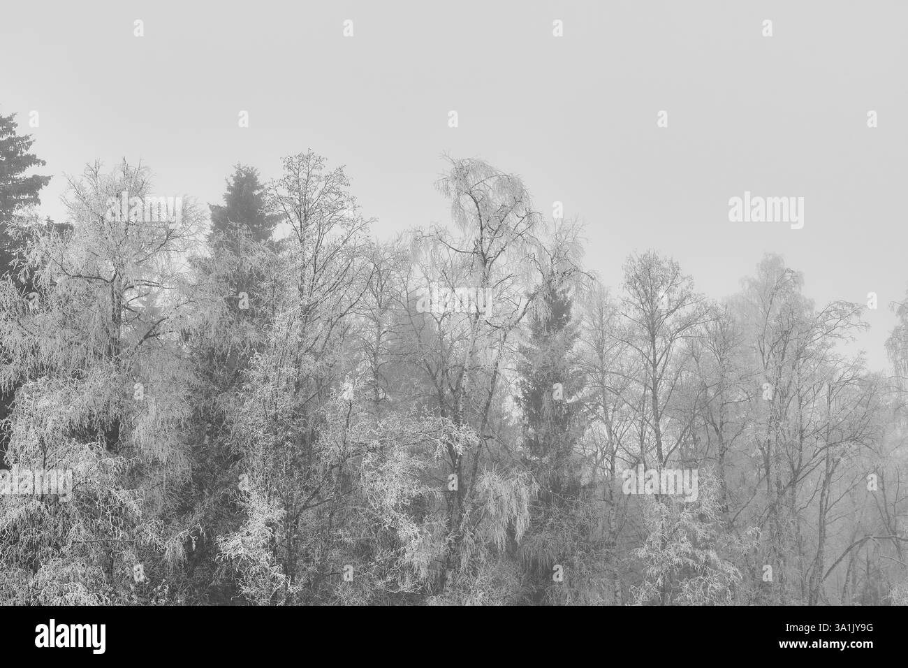 Mischwald am Fluss Olterudelva, Toten, Norwegen, bei Raureif. Stockfoto