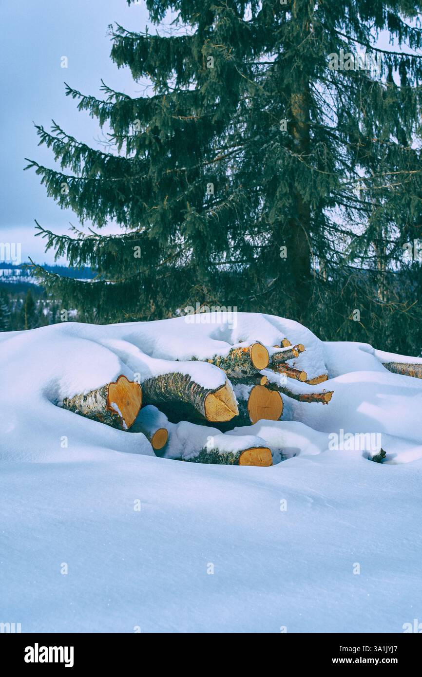 Holzhaufen Birke Stockfoto