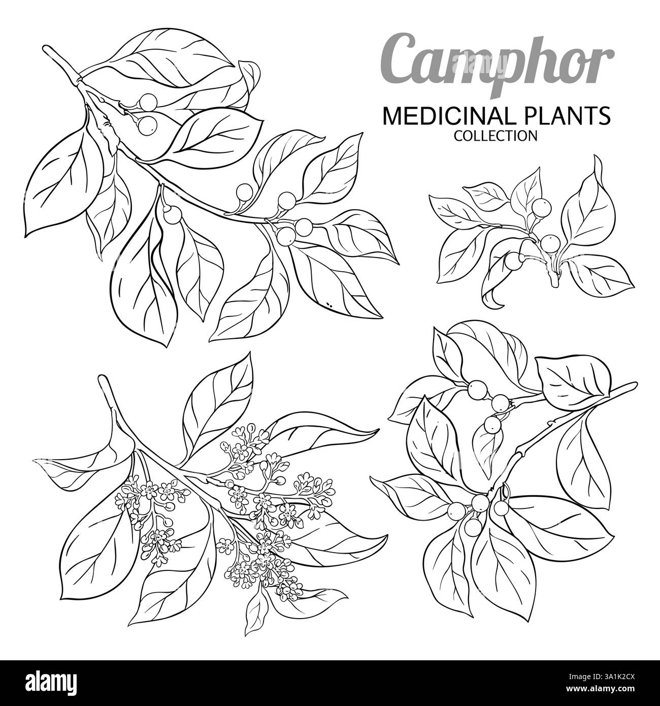 Campherzweig mit Blumen Umriss Illustration Stock Vektor