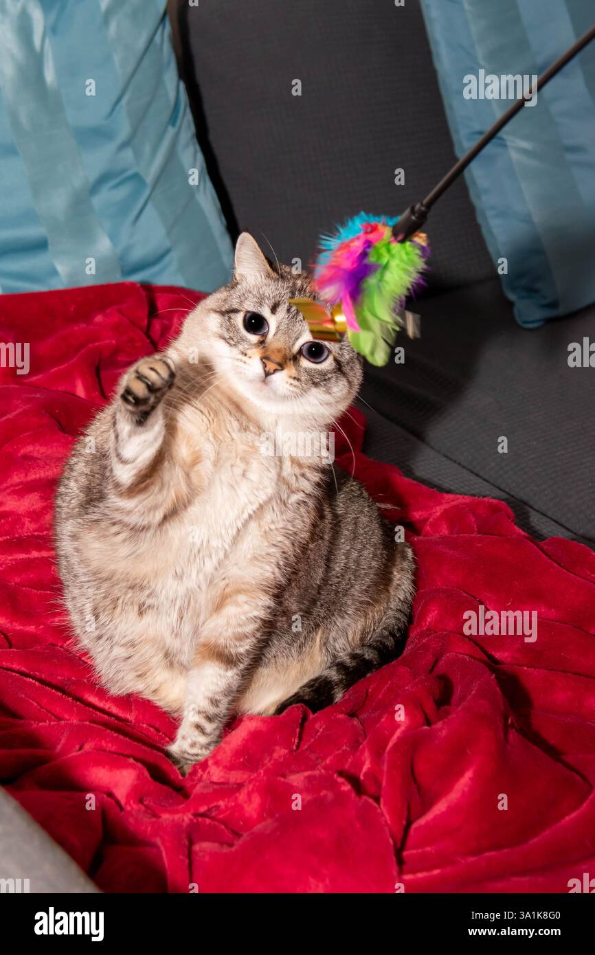 Ein bezauberndes Porträt einer Tabby-Katze mit einem hellbraunen und grauen Mantel, aufrecht auf einer weichen roten Decke mit neugierigem Ausdruck Stockfoto