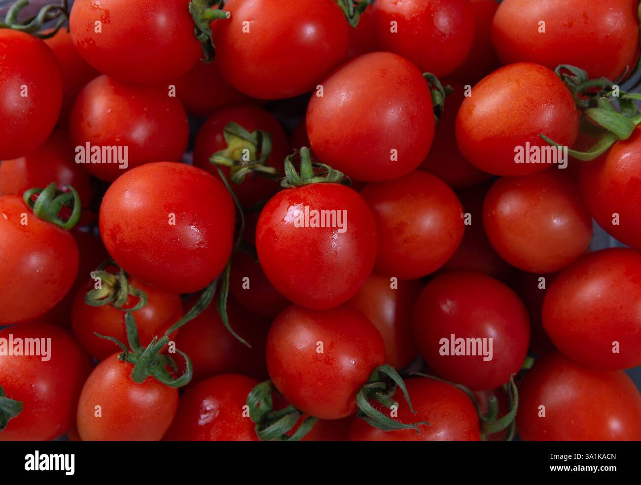 Frische Kirschtomaten aus nächster Nähe Stockfoto