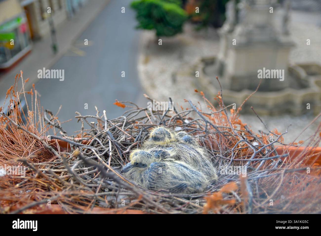 Zwei kleine Jungvögel im Nest. Zwei Tage alte Babytauben. Taubenvogelnest auf dem Fenstervorsprung. Blick durch das Fenster des Zimmers. Das Konzept von Stockfoto