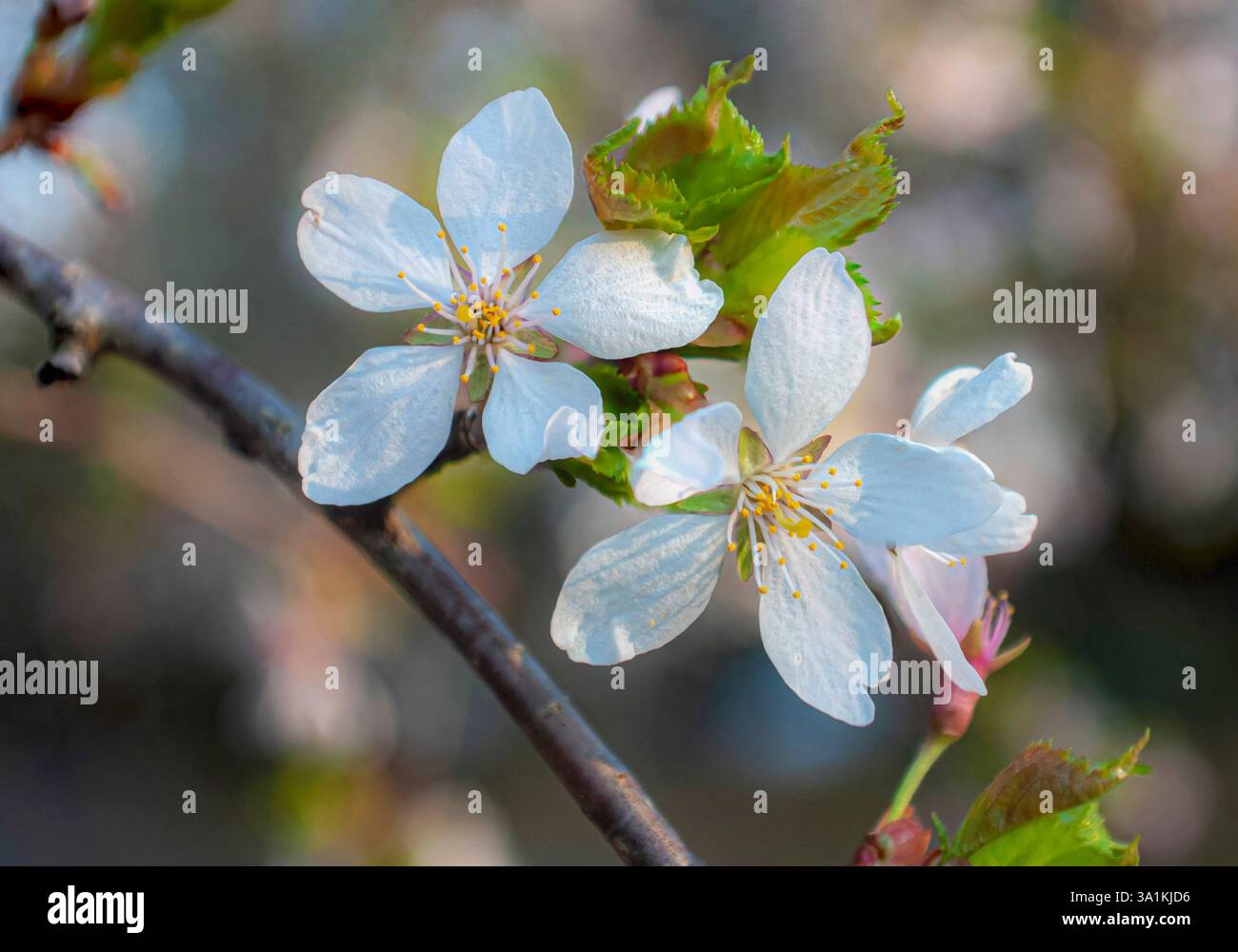Pedal für weiße Kirschblüten Stockfoto