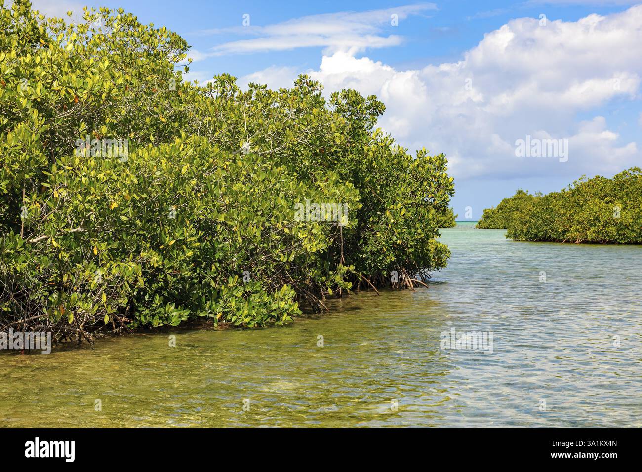 Empfindliches Ökosystem tropische Lagune mit Mangrovenwald westliche Mangroven salztolerante holzige Salzpflanzen immergrüne Baumarten Straucharten in tropi Stockfoto