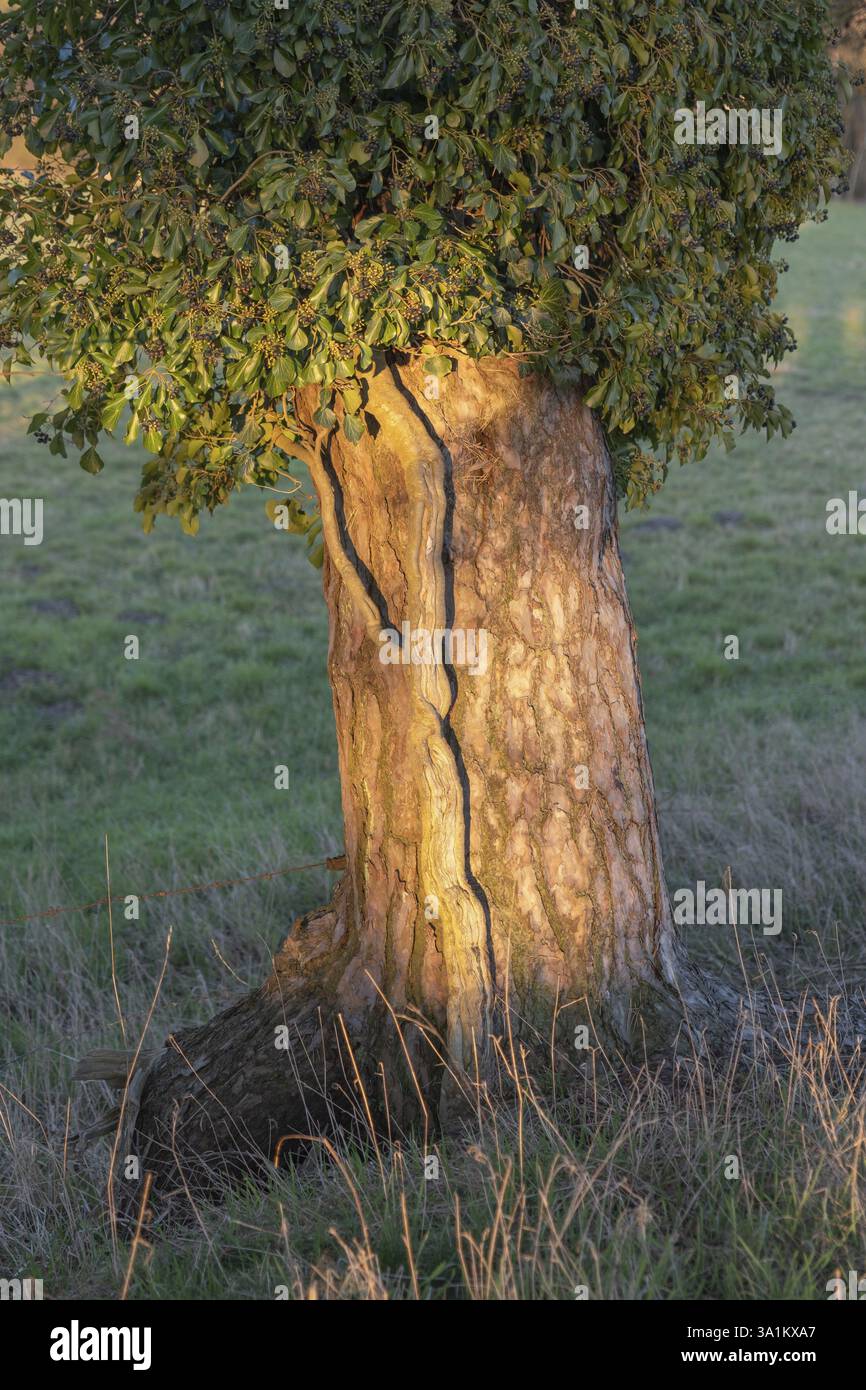 Efeu wchst bume auf -Fotos und -Bildmaterial in hoher Auflsung  Alamy