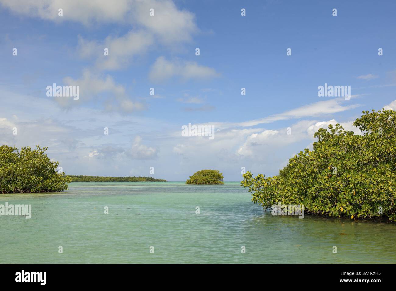 Empfindliches Ökosystem tropische Lagune mit Mangrovenwald westliche Mangroven salztolerante holzige Salzpflanzen immergrüne Baumarten Straucharten in tropi Stockfoto