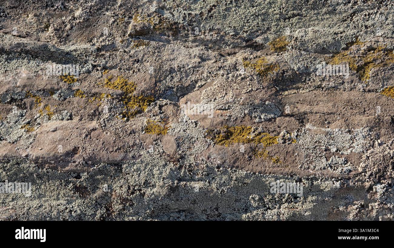 Hintergrund einer Steinoberfläche mit Rissen und mit verschiedenen Moosarten bedeckt Stockfoto
