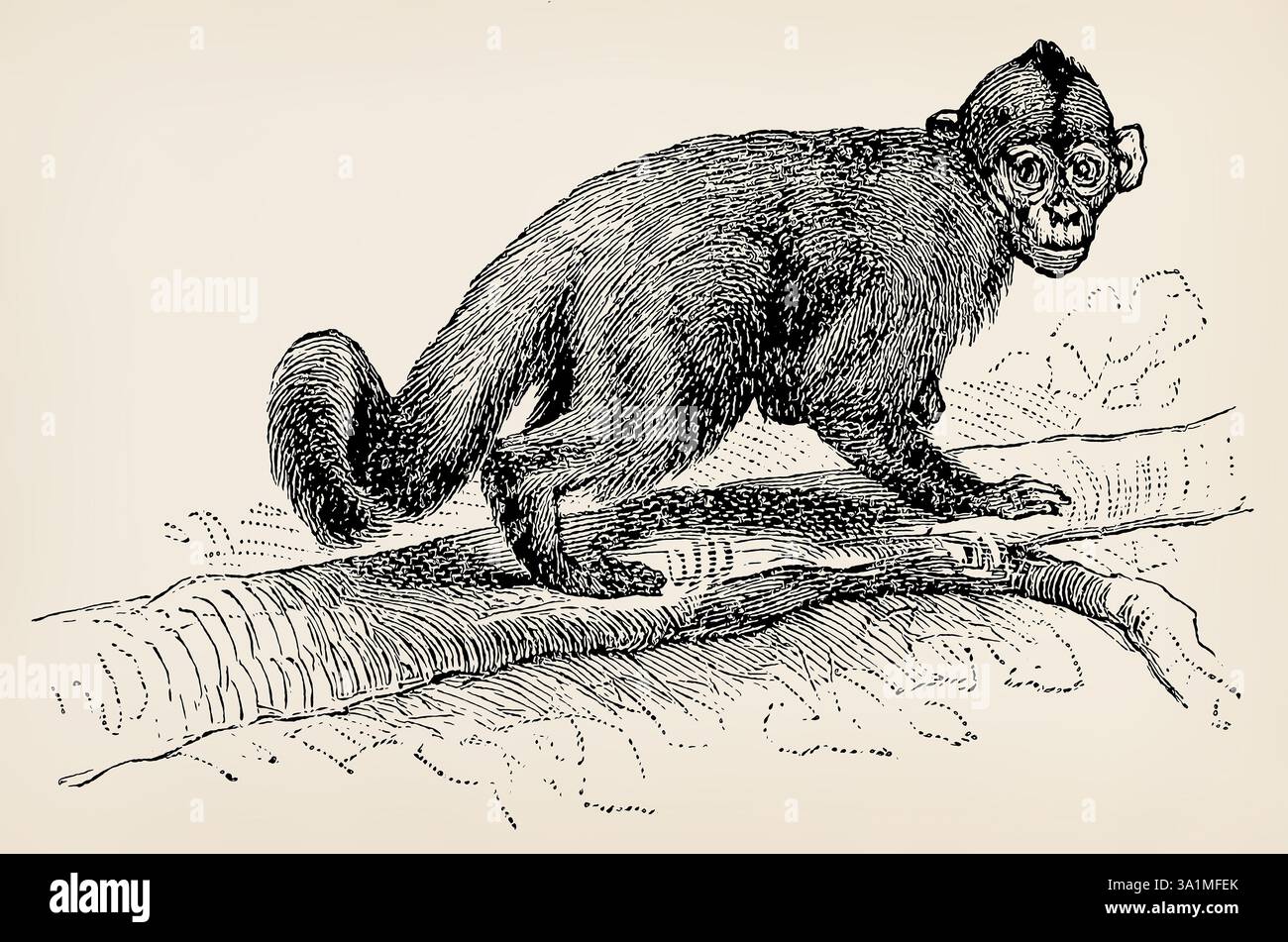 Der kolumbianische Weißgesicht-Kapuziner (Cebus capucinus). Antike Illustration. Stockfoto