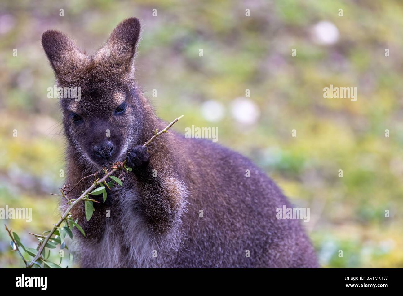Ein Bennett oder Rothals Wallaby, Macropus rufogriseus, isst Blätter von einem Sträucher. In der Wildnis in Tasmanien und im Südosten Australiens gefunden. Stockfoto
