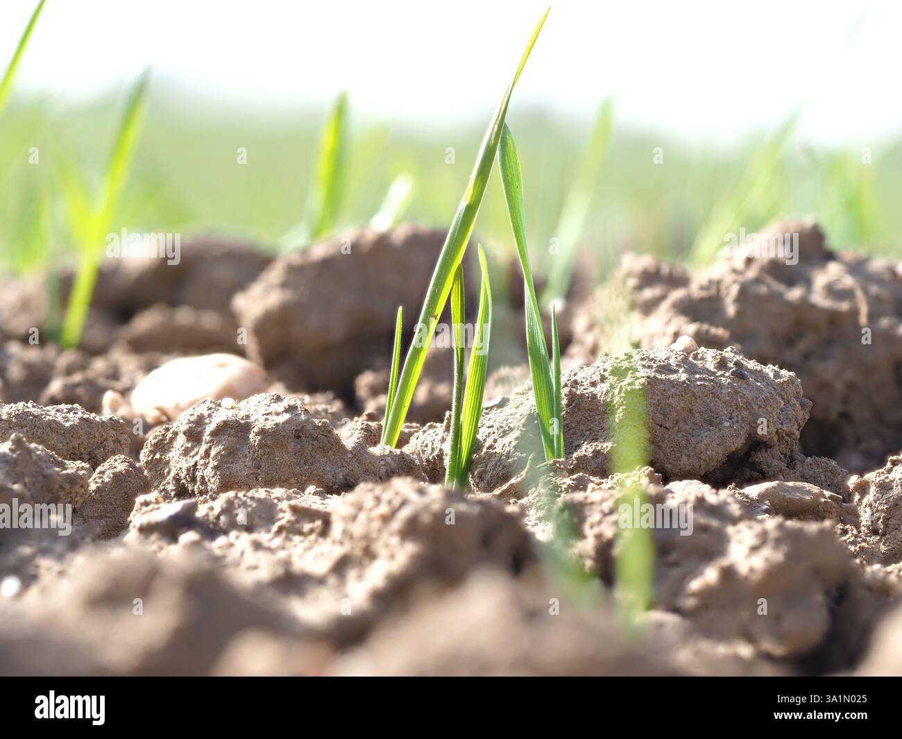 Eine kleine grüne Pflanze wächst im Dreck. Der Schmutz ist braun und felsig Stockfoto