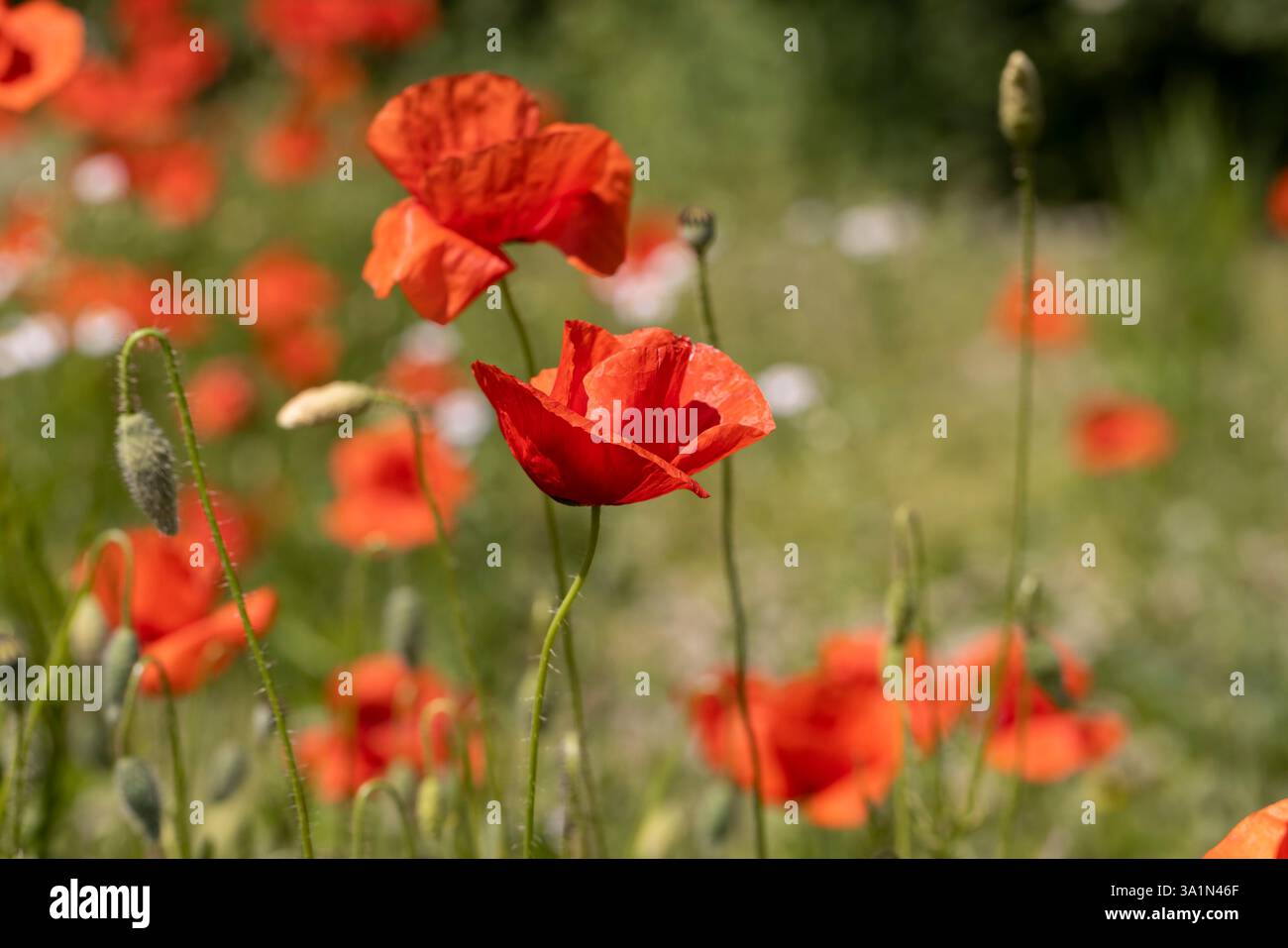 Blühender Mohn auf dem Feld, roter Mohn im Gras, Nahaufnahme Stockfoto