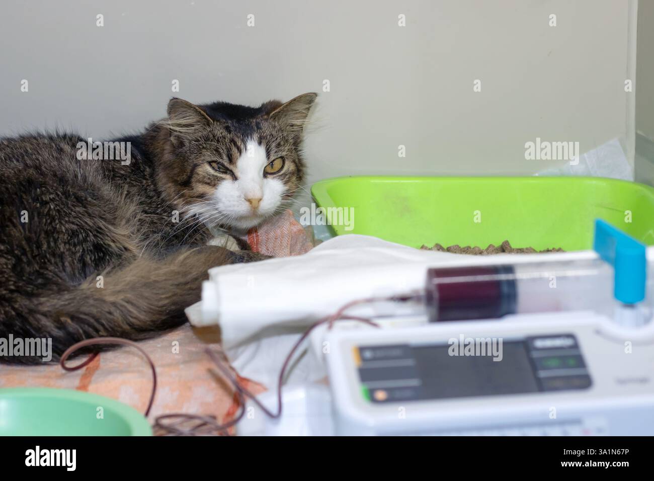 Eine beunruhigte und ängstliche Katze erhält in einer Tierklinik die notwendige medizinische Versorgung Stockfoto