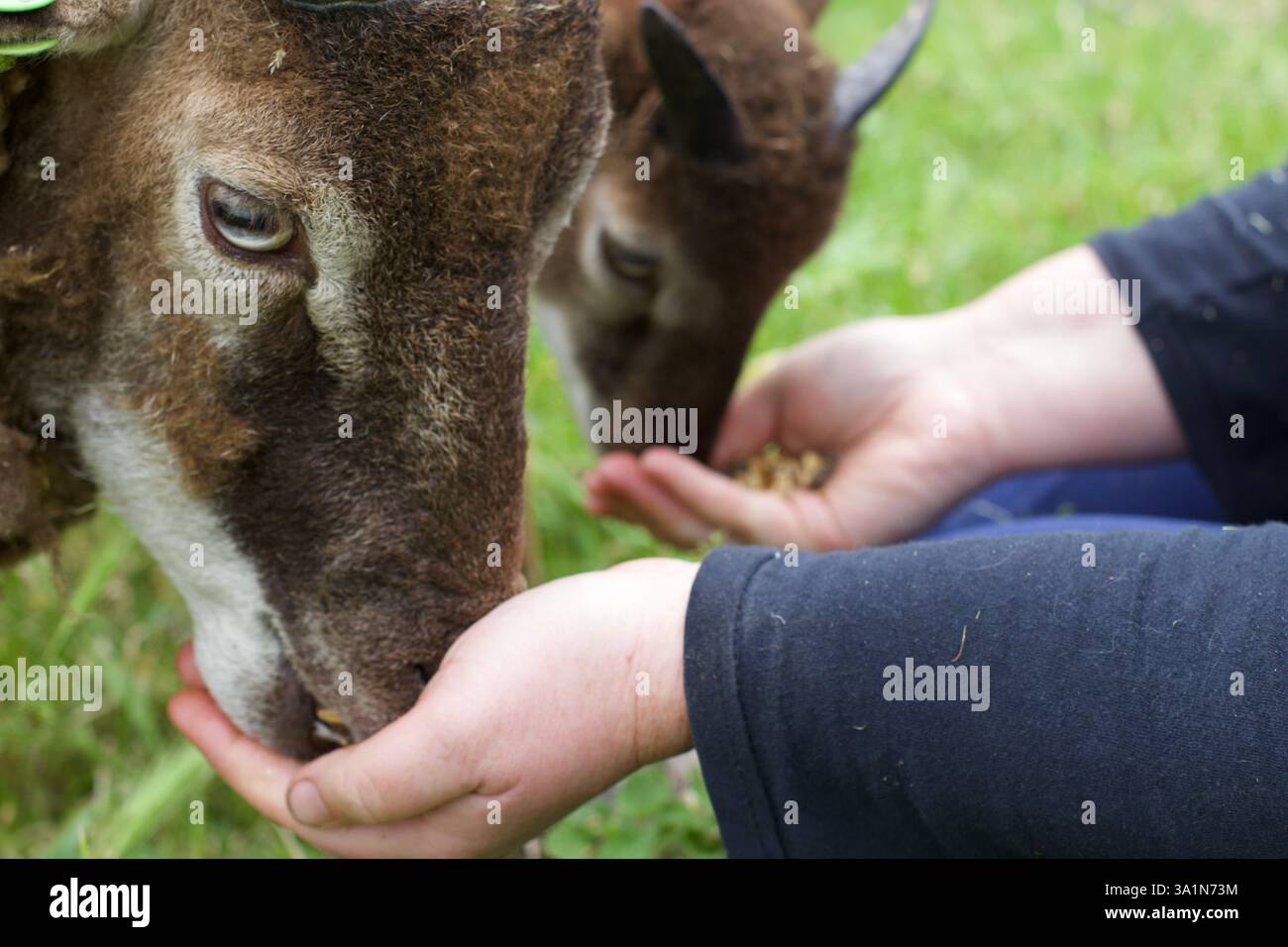Schaf und Lamm, Spitalfields City Farm, London Stockfoto
