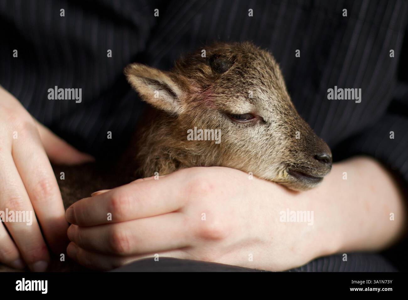 Castlemilk Moorit Lamb, Spitalfields City Farm, London Stockfoto