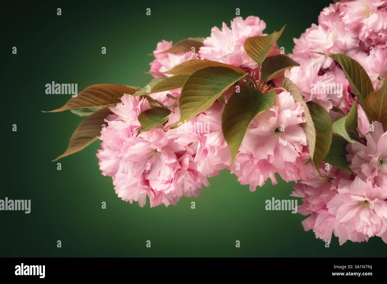 Rosafarbene Kirschblüten auf einem Zweig vor elegantem grünen Atelierhintergrund Stockfoto
