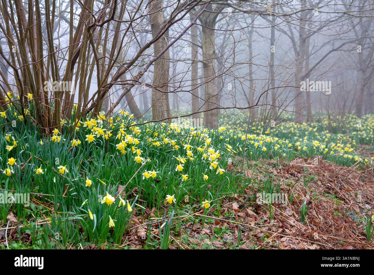 Blassgelbe, wilde Narzissen wachsen in einem englischen Wald an einem nebeligen Morgen im Frühjahr Stockfoto