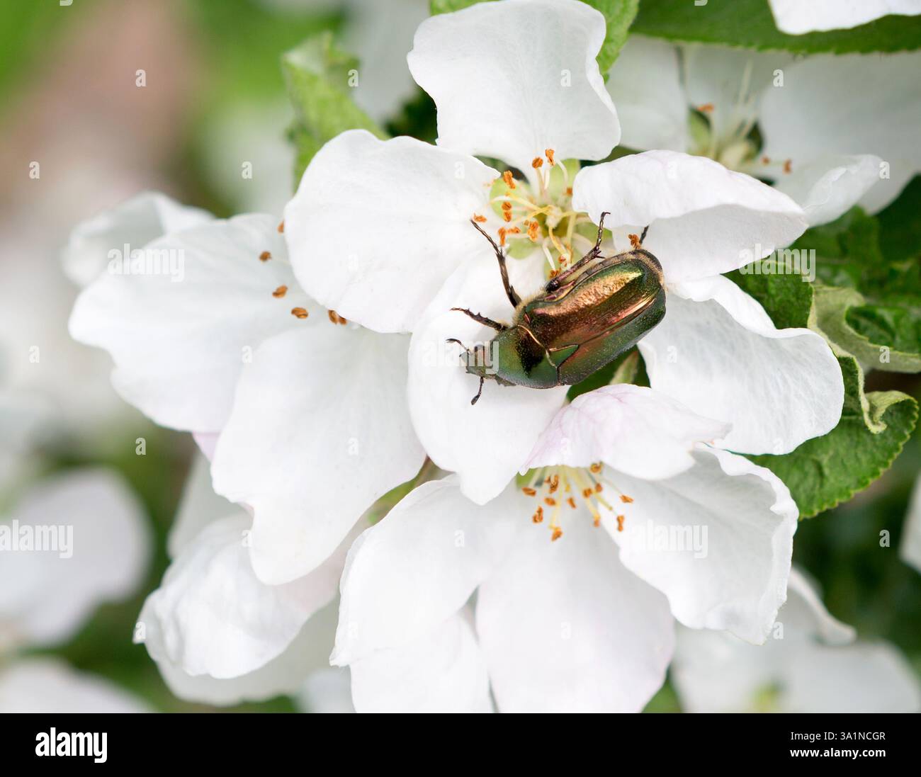 Gemeiner Cockshafer (Melolontha melolontha). Kann auf blühendem Apfelbaum in einem Frühlingsgarten käfern Stockfoto
