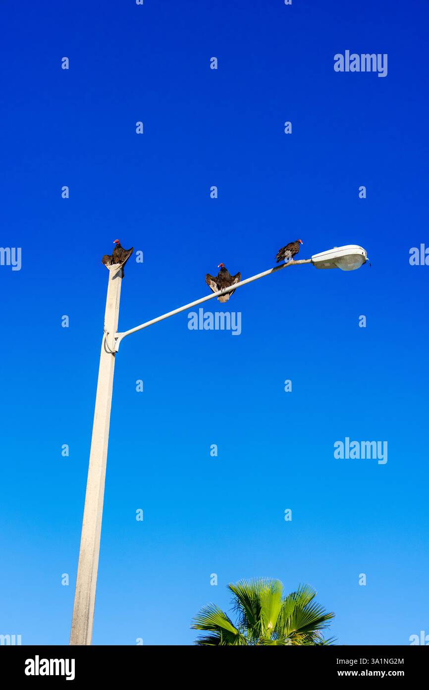 Geier, die auf einem Lichtmast auf blauem Himmel sitzen Stockfoto