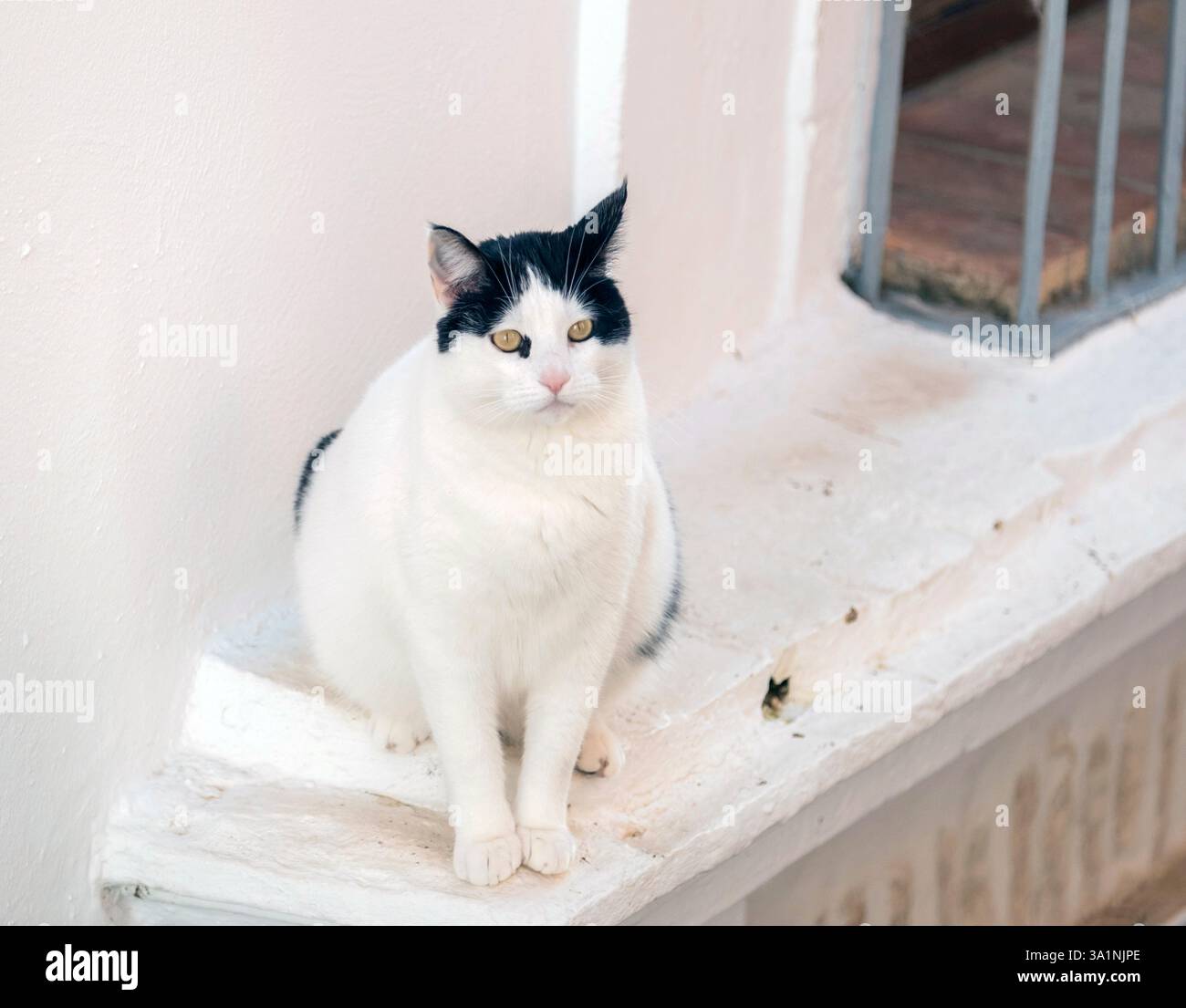 Schwarz-weiße Hauskatze, die auf einem Fenstervorsprung sitzt, Carmona, Andalusien, Spanien. Stockfoto