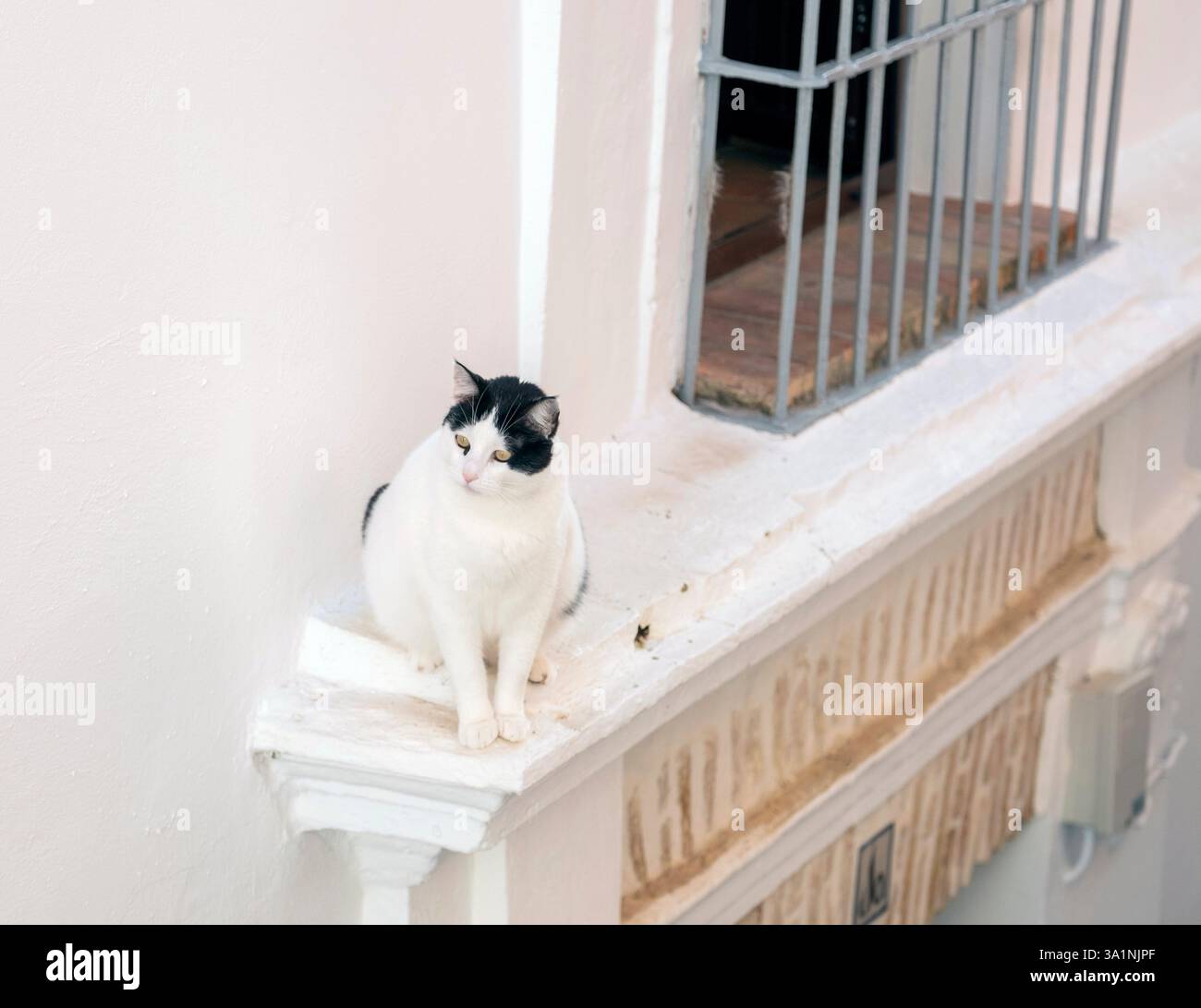 Schwarz-weiße Hauskatze, die auf einem Fenstervorsprung sitzt, Carmona, Andalusien, Spanien. Stockfoto
