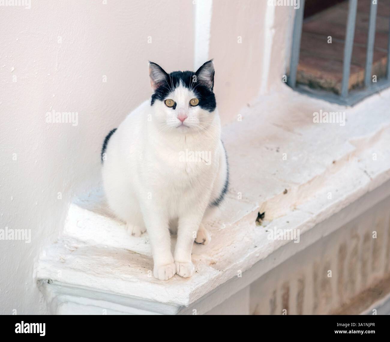 Schwarz-weiße Hauskatze, die auf einem Fenstervorsprung sitzt, Carmona, Andalusien, Spanien. Stockfoto