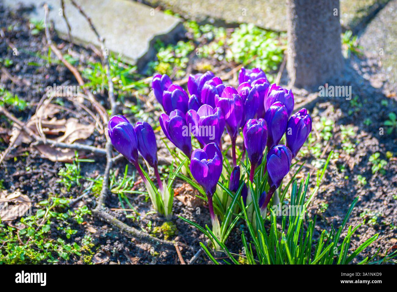 Leuchtende violette Krokusblüten am Straßenrand an einem sonnigen Tag Anfang März. Stockfoto