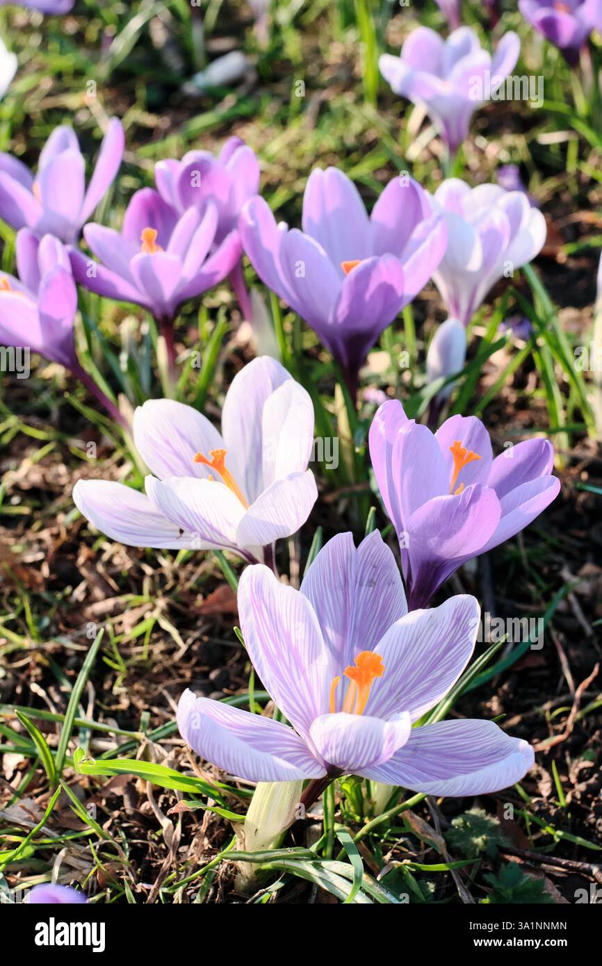 Frühlingsrosa und weiße Krokus wachsen durch einen Rasen unter einem Baum in den Botanischen Gärten von Sheffield Stockfoto