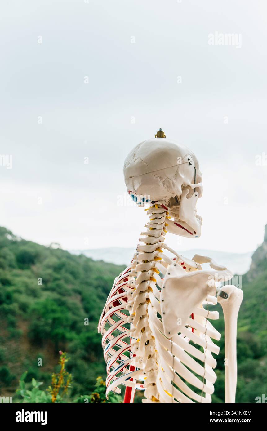 Rückansicht des Oberkörpers eines anatomischen menschlichen Skelettmodells mit Bergkulisse Stockfoto