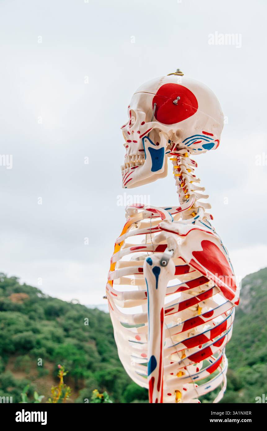 Seitenansicht des Oberkörpers eines anatomischen menschlichen Skelettmodells mit Bergkulisse Stockfoto