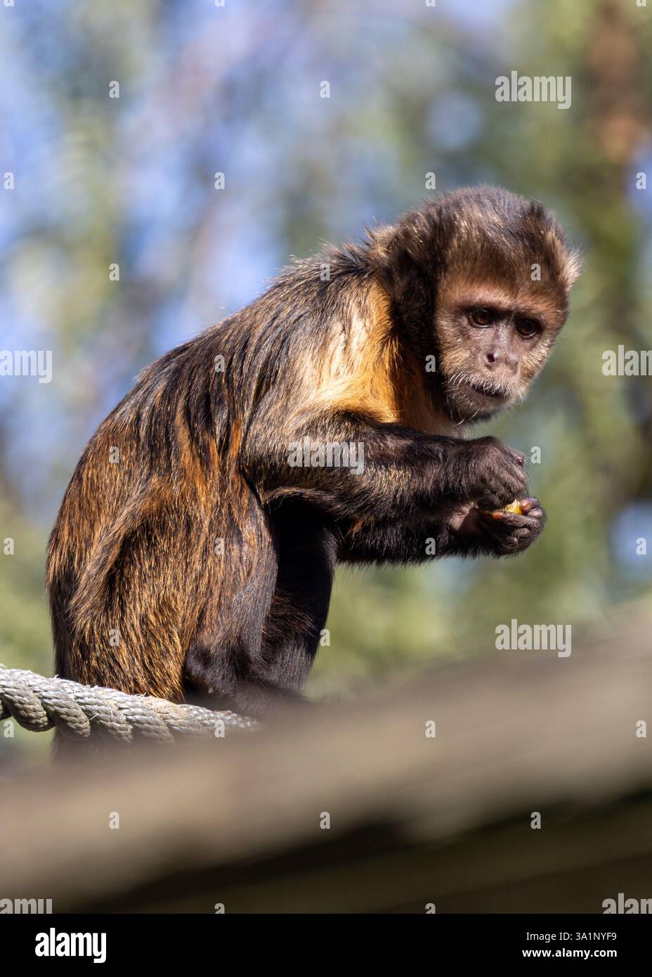 Der Gelbbrust Kapuziner (Sapajus xanthosternos) ist ein gefährdeter Affe aus Brasilien. Er ernährt sich von Früchten, Samen und Insekten. Dieses Foto nimmt auf Stockfoto