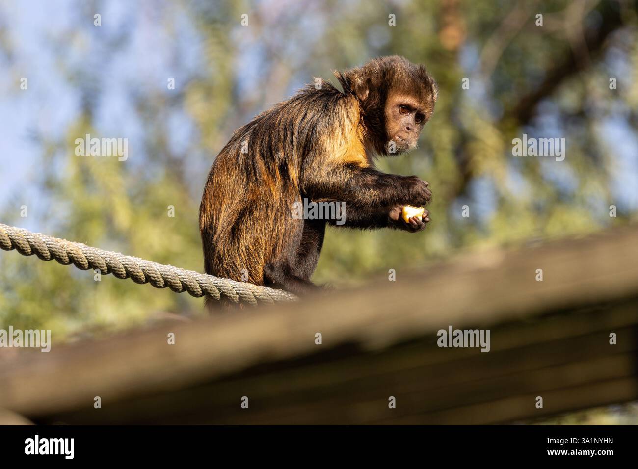 Der Gelbbrust Kapuziner (Sapajus xanthosternos) ist ein gefährdeter Affe aus Brasilien. Er ernährt sich von Früchten, Samen und Insekten. Dieses Foto nimmt auf Stockfoto
