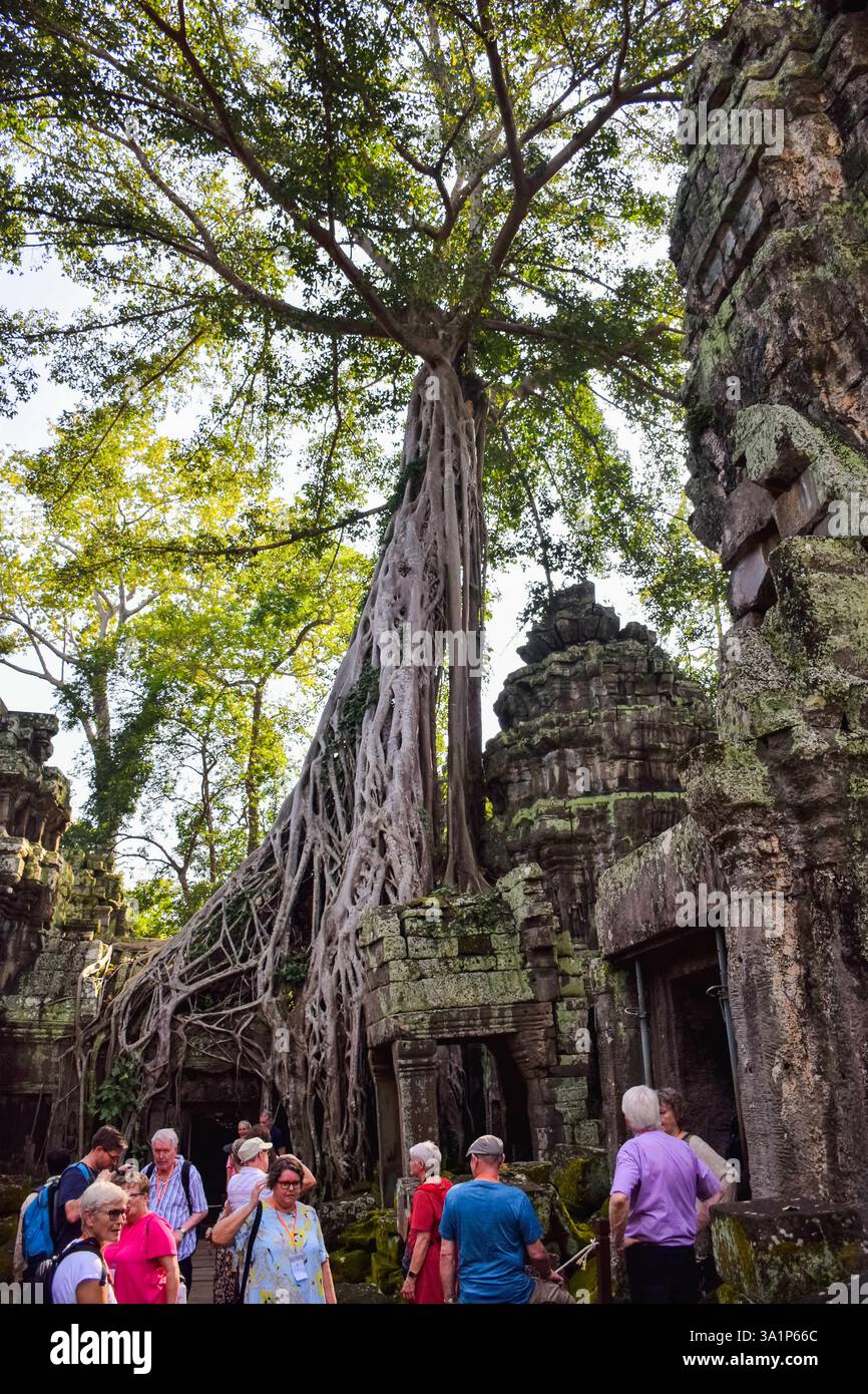 Touristen am Tah Prohm Tempel an der archäologischen Stätte Angkor Wat Stockfoto