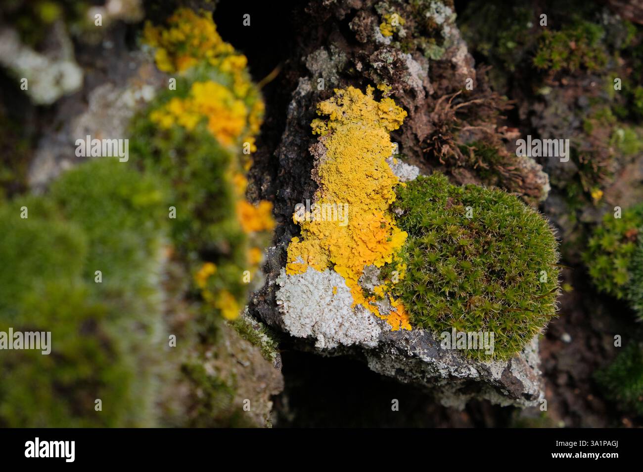 Nahaufnahme farbenfroher Flechten- und moosbedeckter Stein aus Trockenmauern im Ätna-Park, Sizilien, Italien Stockfoto