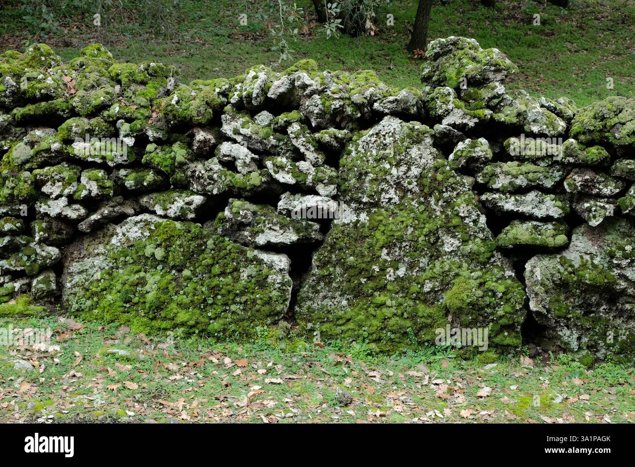 Trockenmauer mit einigen Zyklopensteinen bedeckt mit Moos auf einem Pfad im Ätna-Park, Sizilien, Italien Stockfoto