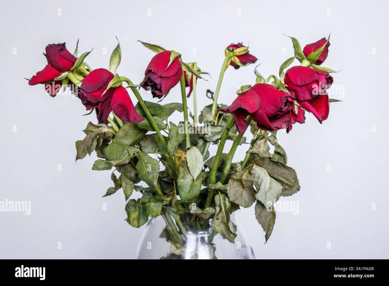 Ein Haufen verwelkter roter Rosen in einer Glasvase Stockfoto