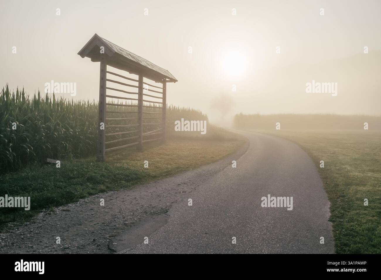 Ländliche Szene mit einer Landstraße durch ein Maisfeld an einem nebeligen Morgen. Stockfoto