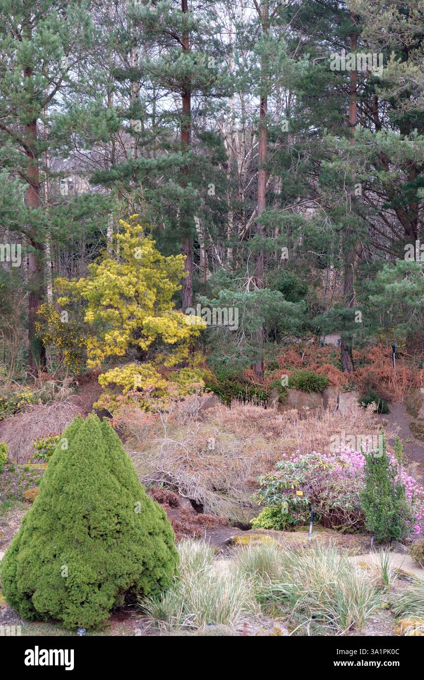 Winter im Royal Botanic Garden Edinburgh Stockfoto