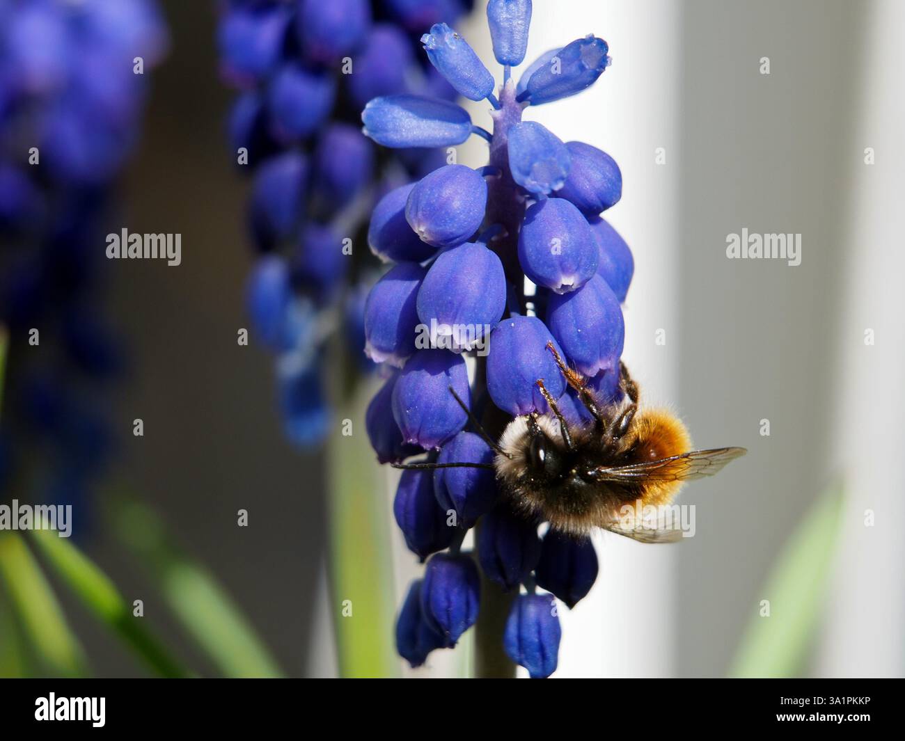 Isolierte Makronaht einer europäischen Obstbaumbiene (Osmomia cornuta), die Pollen einer violetten Traubenhyazinthe (Muscari botryoides) sammelt. Bonn, Deutschland in Stockfoto