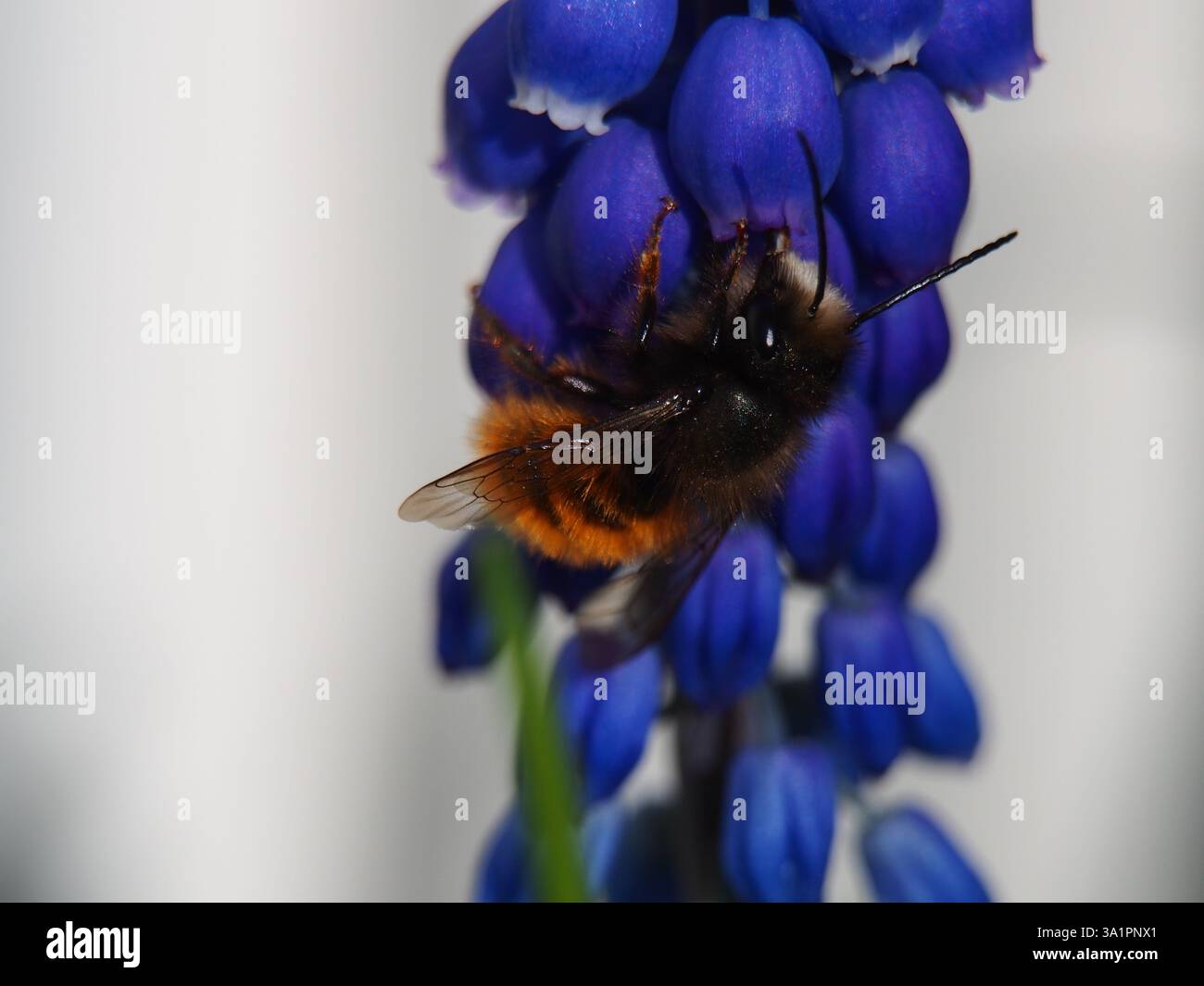 Isolierte Makronaht einer europäischen Obstbaumbiene (Osmomia cornuta), die Pollen einer violetten Traubenhyazinthe (Muscari botryoides) sammelt. Bonn, Deutschland in Stockfoto