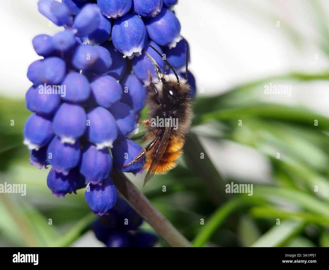 Isolierte Makronaht einer europäischen Obstbaumbiene (Osmomia cornuta), die Pollen einer violetten Traubenhyazinthe (Muscari botryoides) sammelt. Bonn, Deutschland in Stockfoto